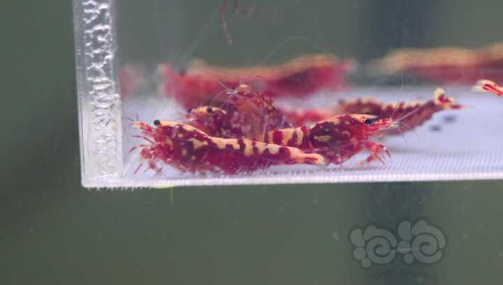 【水晶虾】出一组20只全母红银河-图4