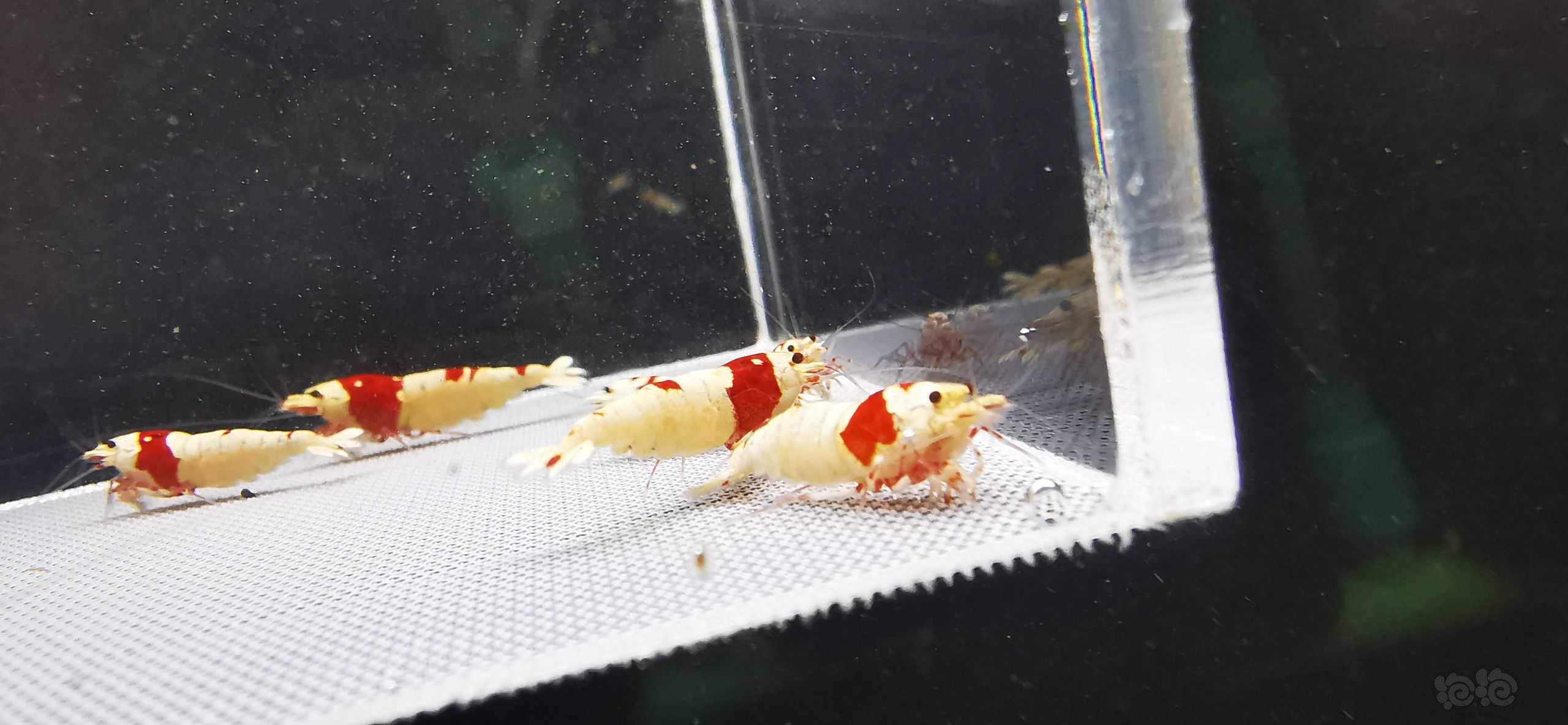 【虾】2023－03－04#RMB拍卖红白繁殖组12只-图1
