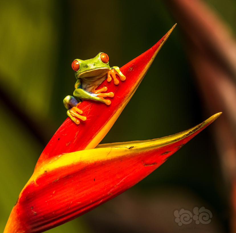 丽红眼蛙，red-eyed tree frog-图1