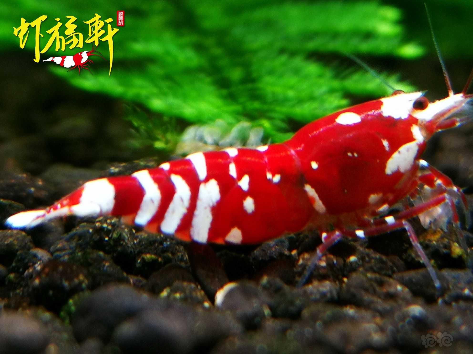 【虾】2023-03-27#RMB拍卖#红花虎3只-图3
