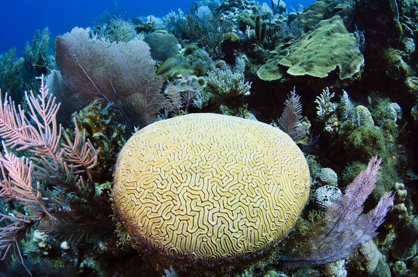 珊瑚礁-图1