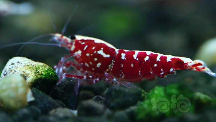 【虾】2023-03-25#RMB拍卖红银河抱卵母虾9只一份-图8