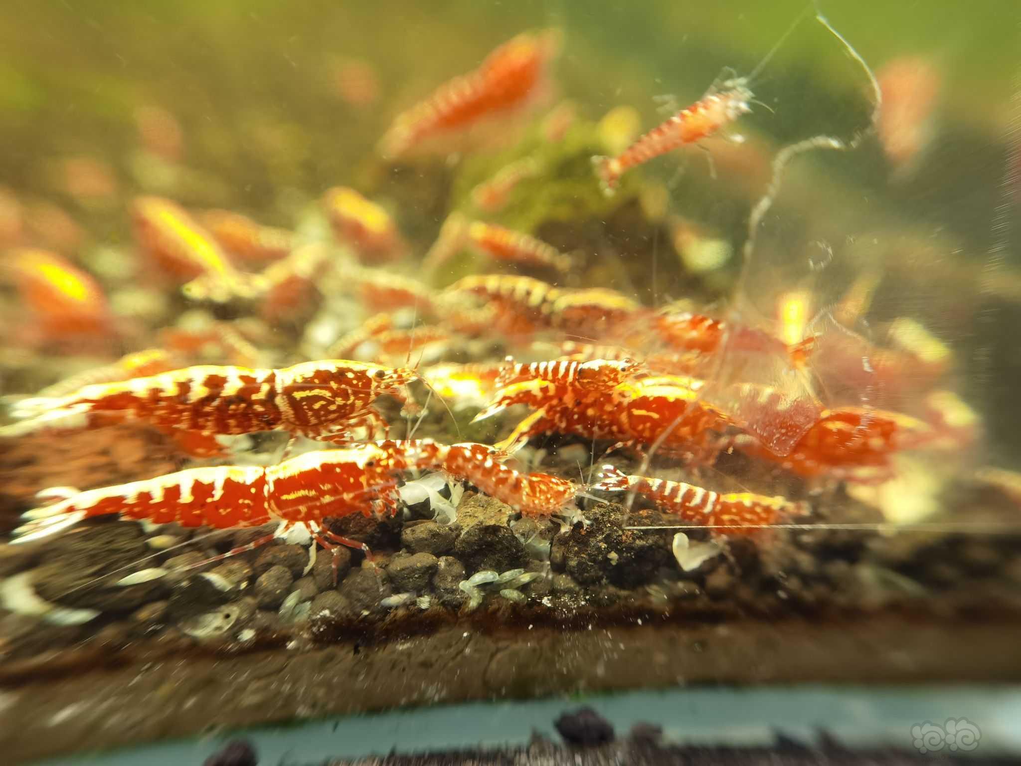 【水晶虾】红银河水晶虾-图3