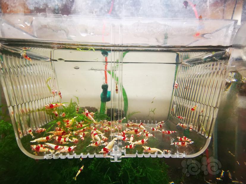 【虾】2023-03-09#RMB拍卖红白亚成虾一组100只-图3
