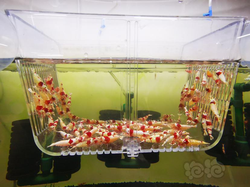 【虾】2023-03-24#RMB拍卖红白成公虾一组100只-图4