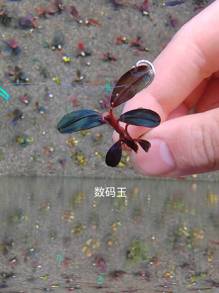 【水草】2023-03-18#RMB拍卖# 卡佩特小头，绿圆，数码玉-图8