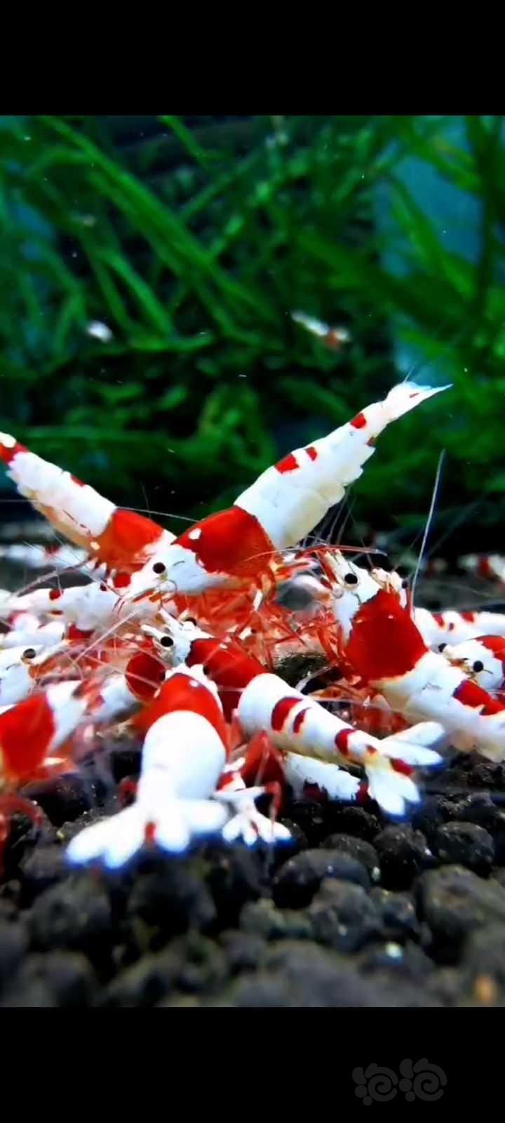 【水晶虾】纯血红白水晶虾-图1