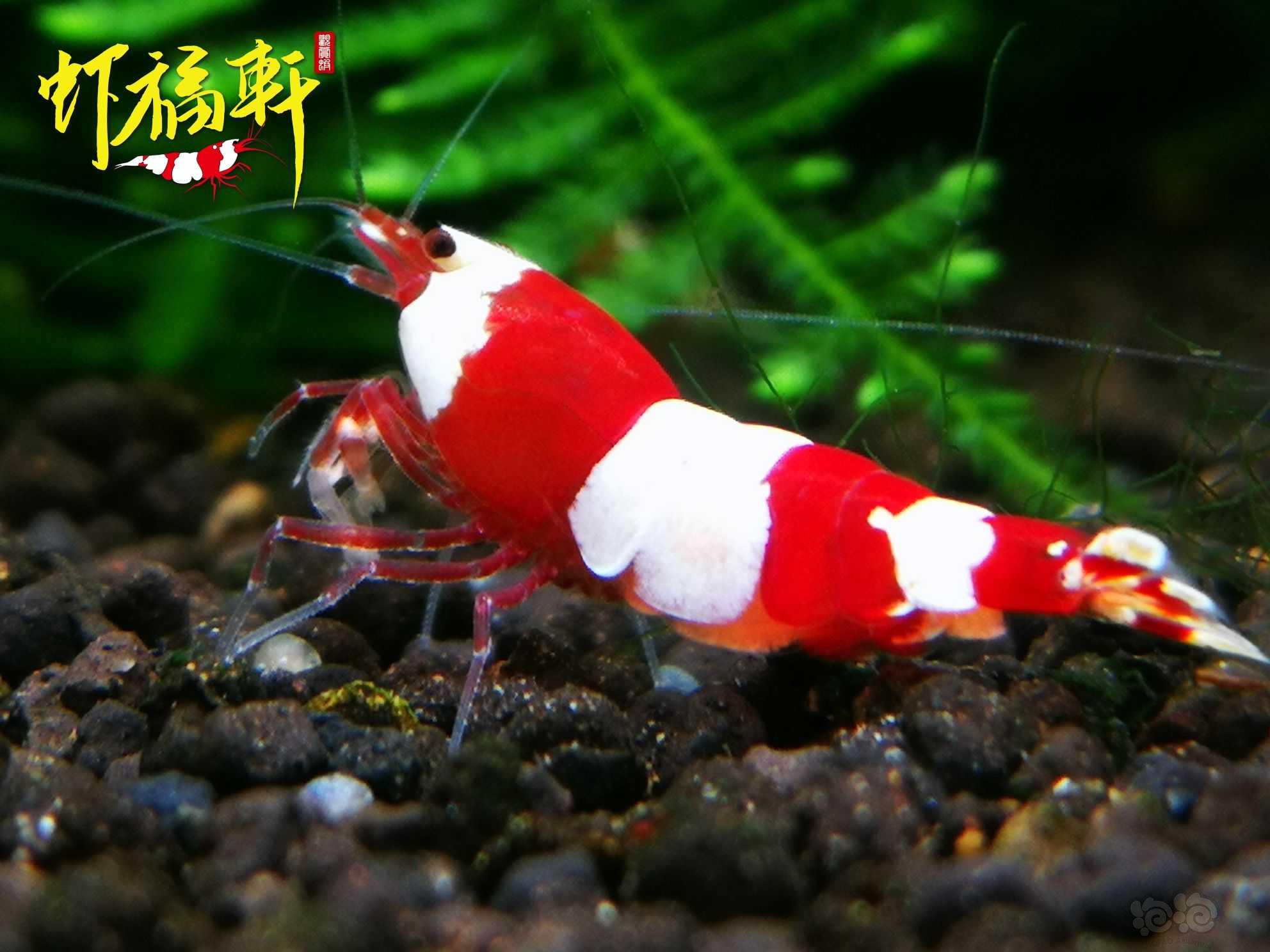 【虾】2023-03-18#RMB拍卖#红白三段亚成2只-图4