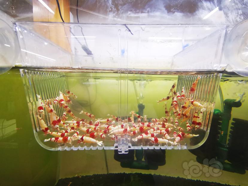 【虾】2023-03-23#RMB拍卖红白成公虾一组100只-图4