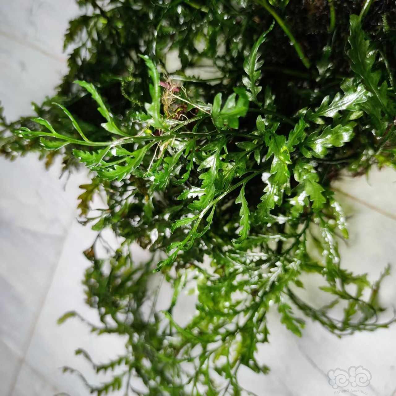 【出售】北京黑木蕨55不包邮   送箦藻或者鹿角苔-图9