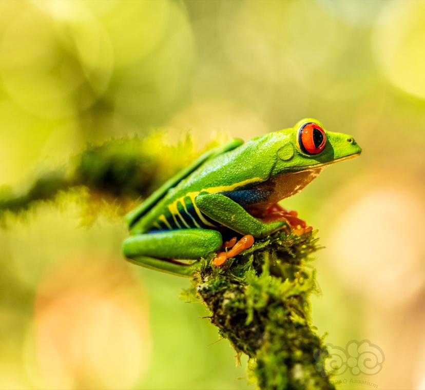 丽红眼蛙，red-eyed tree frog-图2