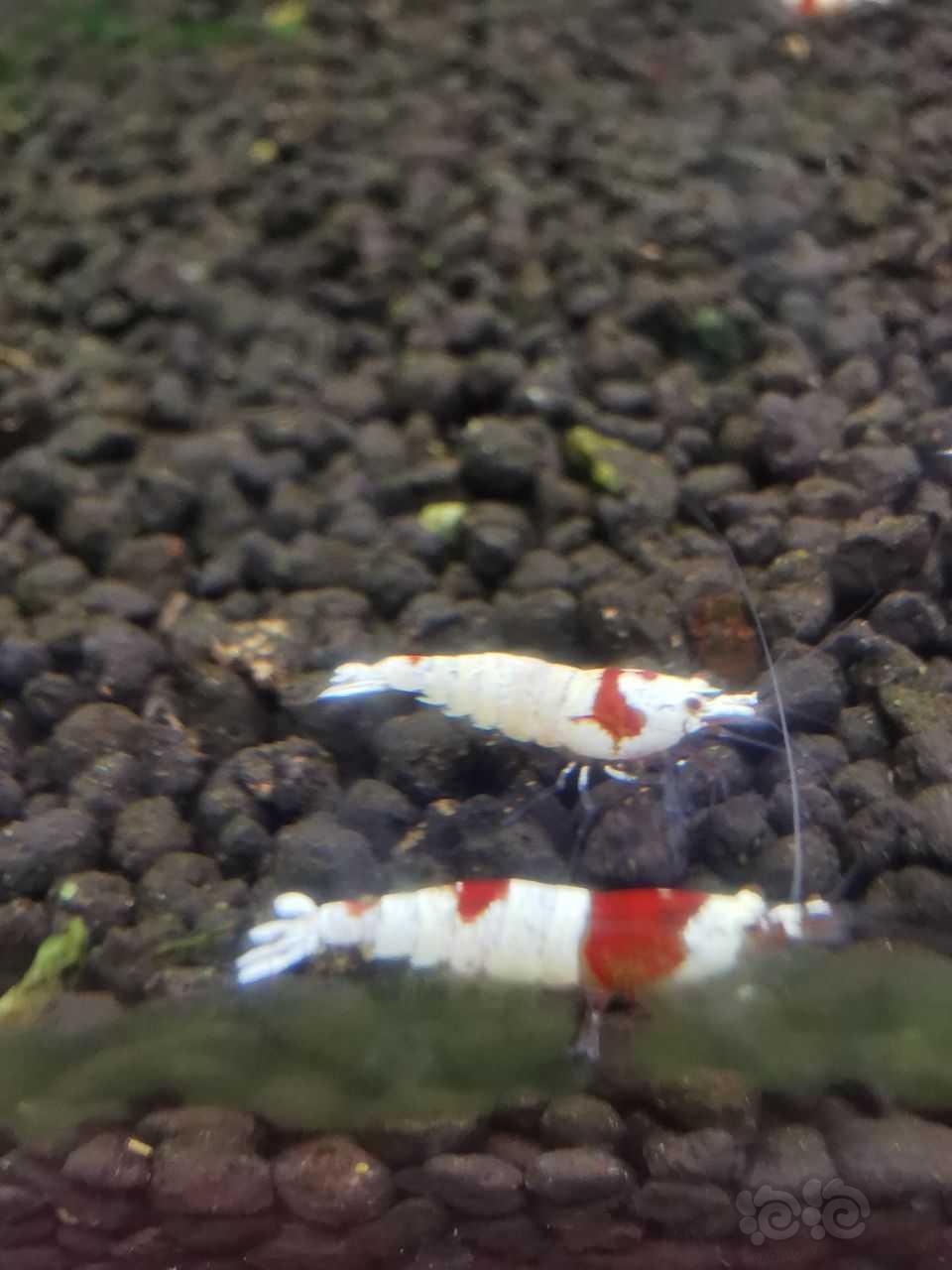 【水晶虾】红白小虾，1.0㎝左右，2元／只-图4