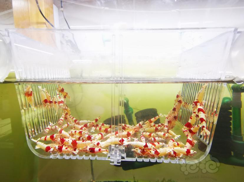 【虾】2023-03-21#RMB拍卖红白成公虾一组100只-图2