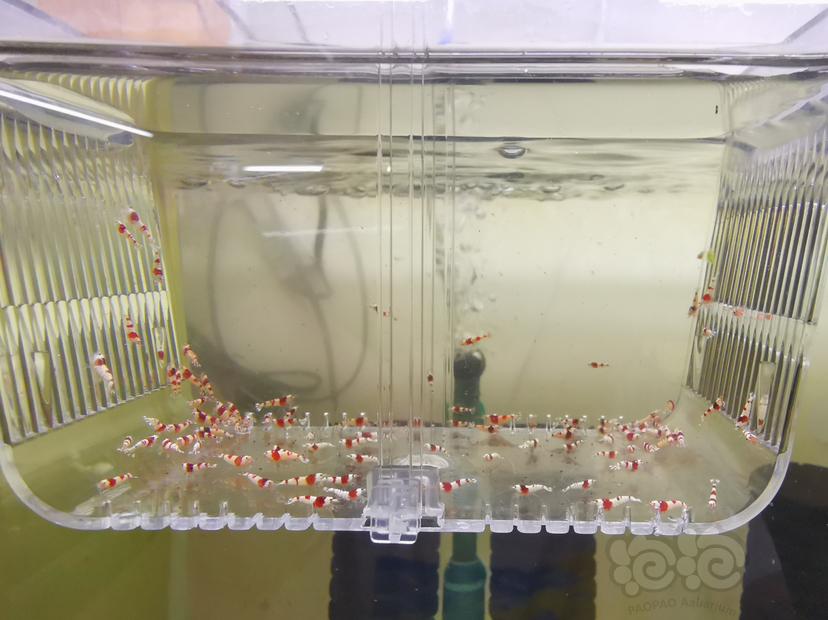 【虾】2023-03-03#RMB拍卖红白幼虾一组100只-图3