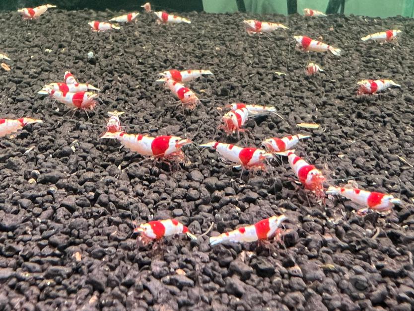 【水晶虾】红白纯血水晶虾，北京发货-图1