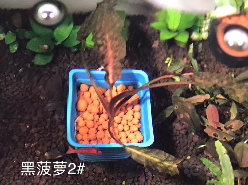 【辣椒榕】针叶米拉维、茶细叶米拉维、黑菠萝、11紫、西加、白幽灵-图7