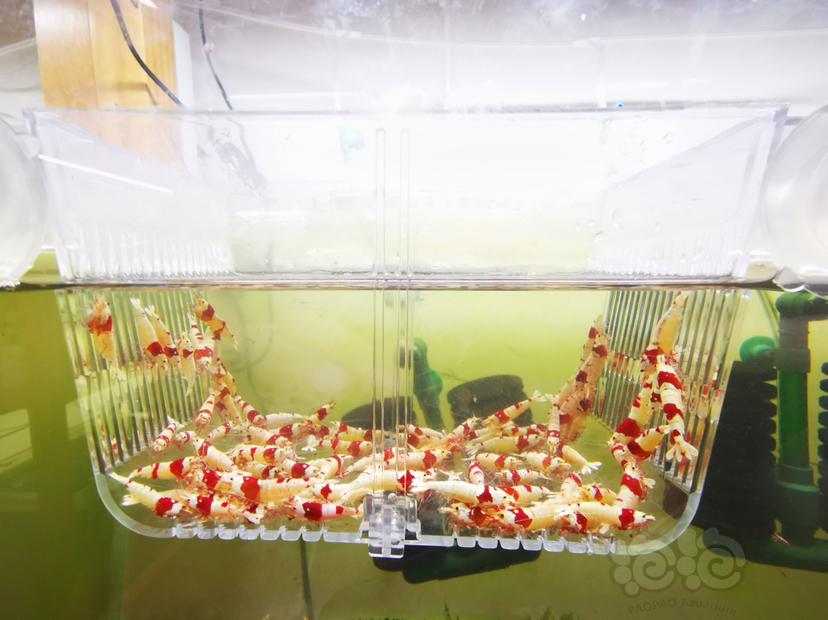 【虾】2023-03-21#RMB拍卖红白成公虾一组100只-图1
