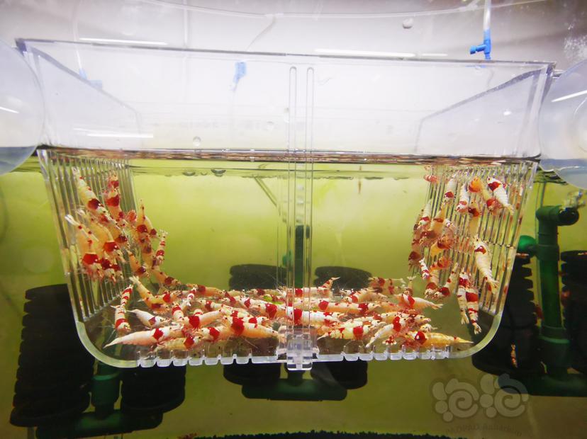 【虾】2023-03-24#RMB拍卖红白成公虾一组100只-图2