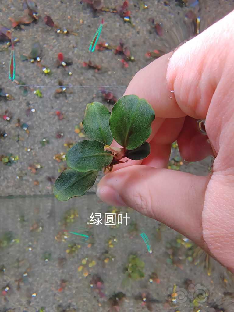 【水草】2023-03-18#RMB拍卖# 卡佩特小头，绿圆，数码玉-图1