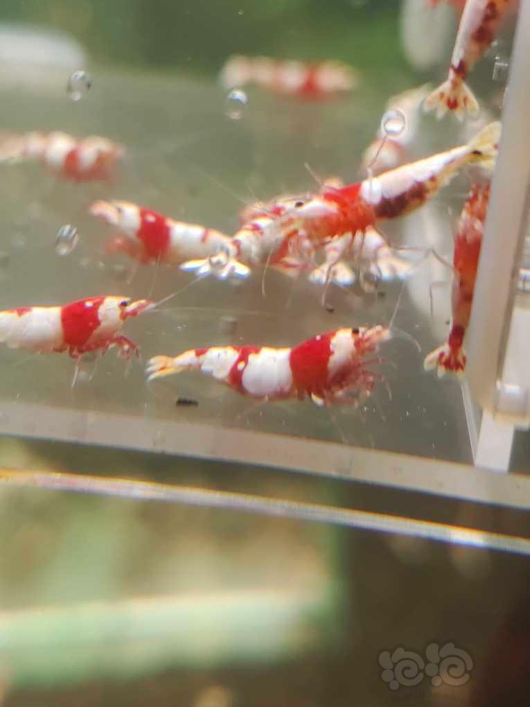 【水晶虾】【出售】纯血红白繁殖组15母5公
【份数】一份20只-图4