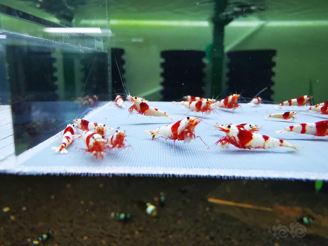【虾】2023-3-13#RMB拍卖#红白水晶虾一份40只：-图5