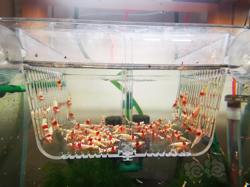 【虾】2023-03-31#RMB拍卖红白成公一组100只-图2