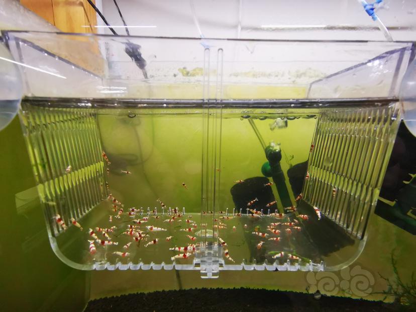 【虾】2023-03-27#RMB拍卖红白幼虾一组100只-图4