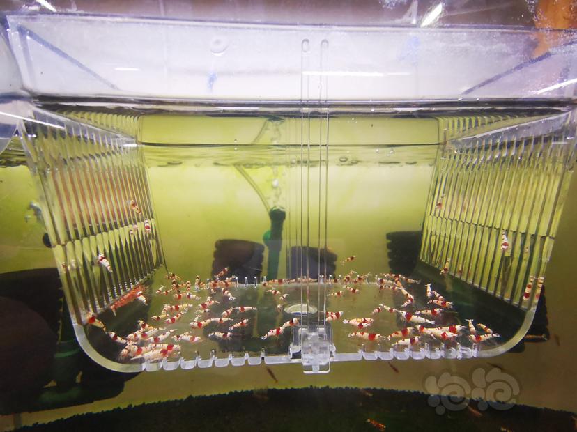 【虾】2023-03-23#RMB拍卖红白幼虾一组100只-图4