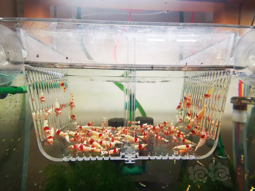 【虾】2023-03-31#RMB拍卖红白成公一组100只-图4