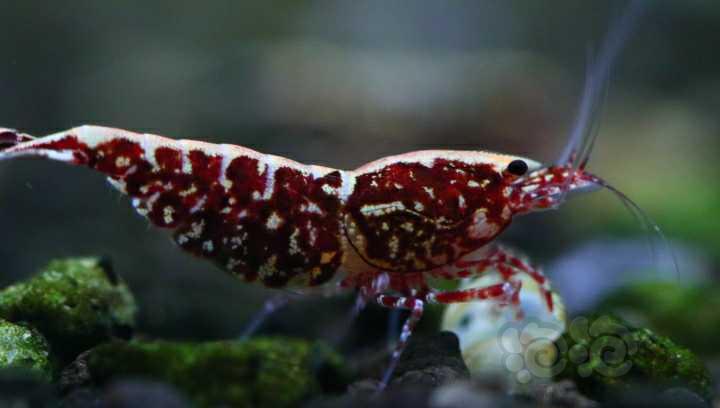 【虾】2023-03-25#RMB拍卖红银河抱卵母虾9只一份-图1