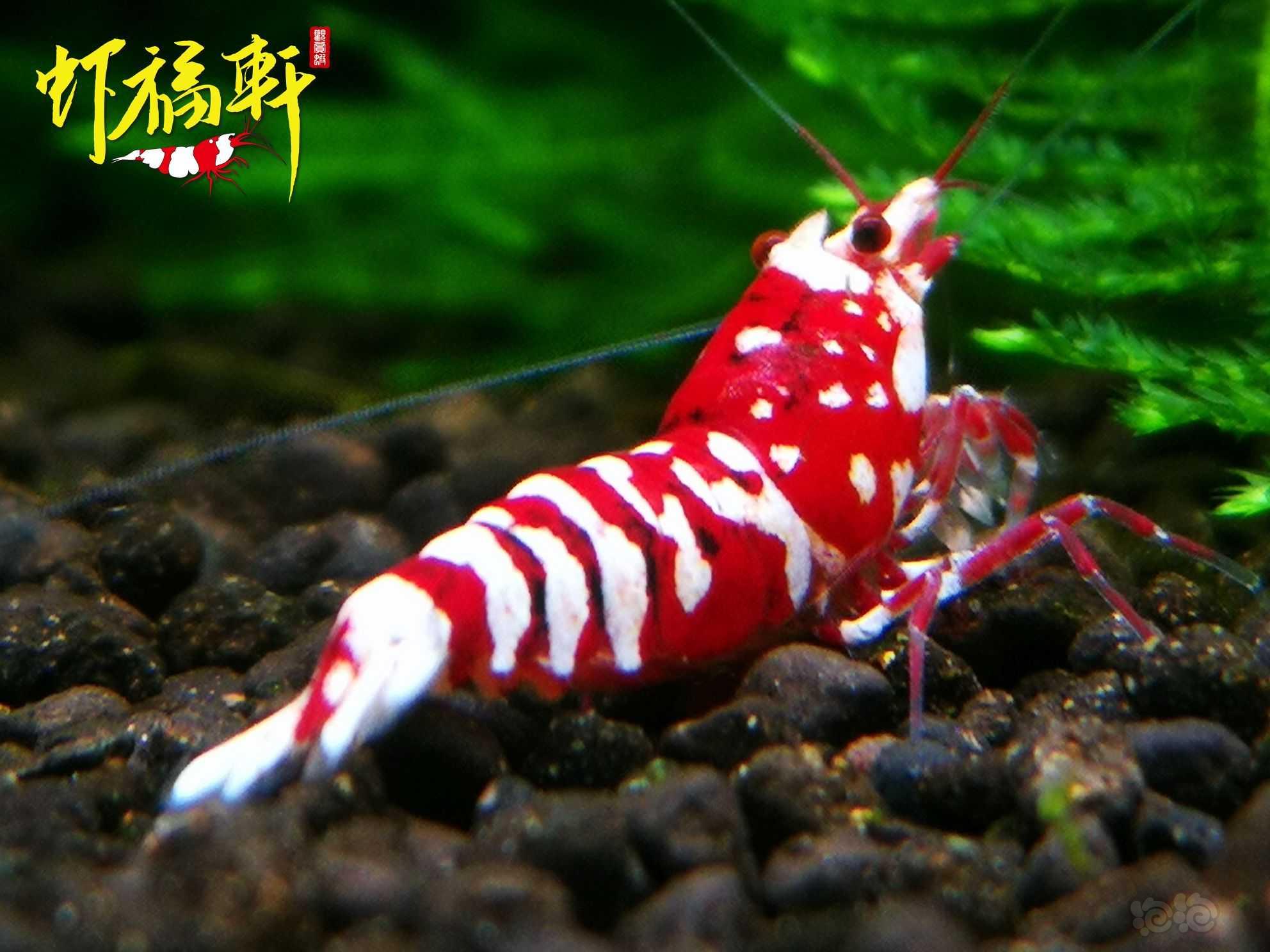 【虾】2023-03-27#RMB拍卖#红花虎3只-图2