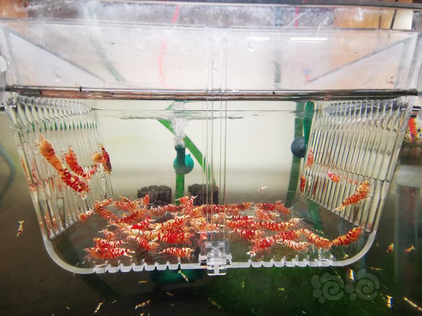 【虾】2023-03-29#RMB拍卖红花虎成公一组70只-图3