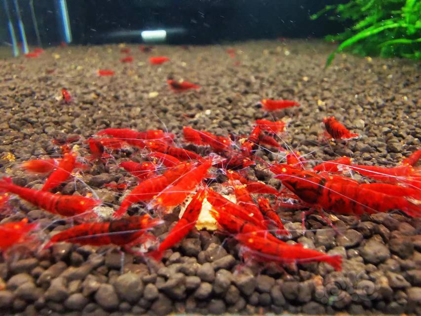 【水晶虾】17只金眼红钻成虾-图2