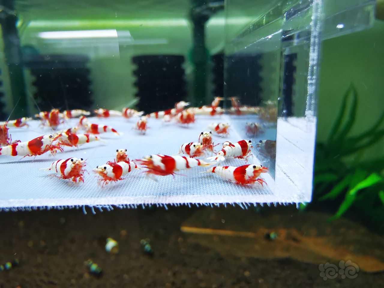 【虾】2023-3-13#RMB拍卖#红白水晶虾一份40只：-图3