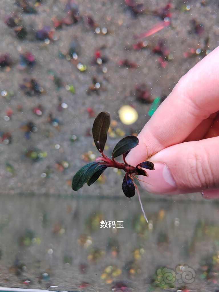 【水草】2023-03-18#RMB拍卖# 卡佩特小头，绿圆，数码玉-图9