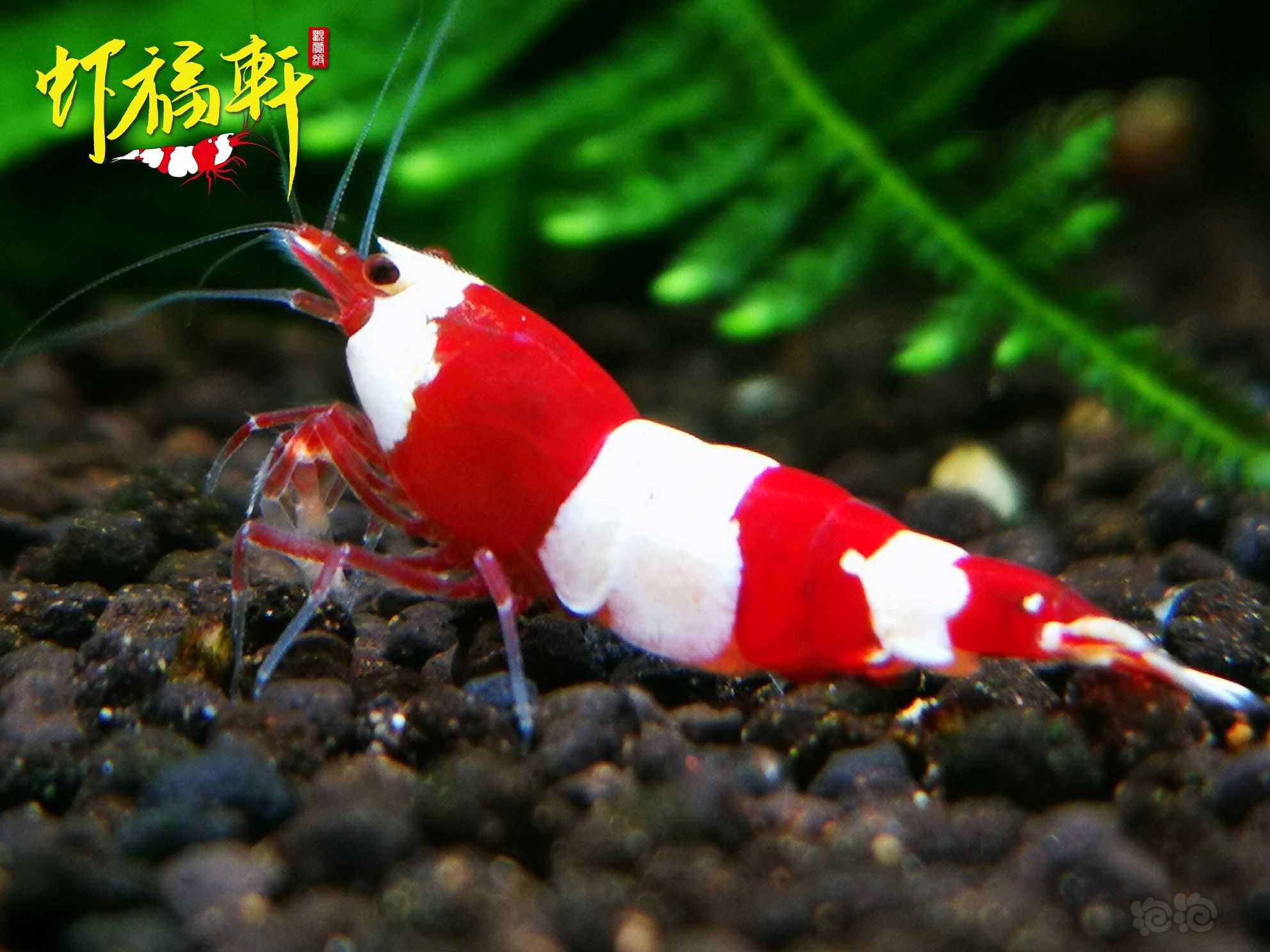 【虾】2023-03-18#RMB拍卖#红白三段亚成2只-图3