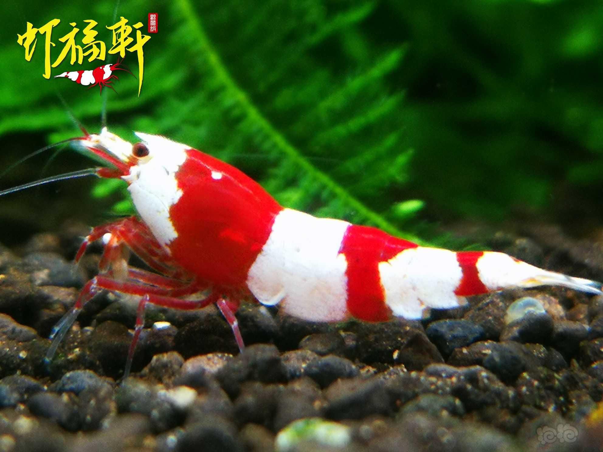 【虾】2023-03月27#RMB拍卖#红白虎牙V型-图2