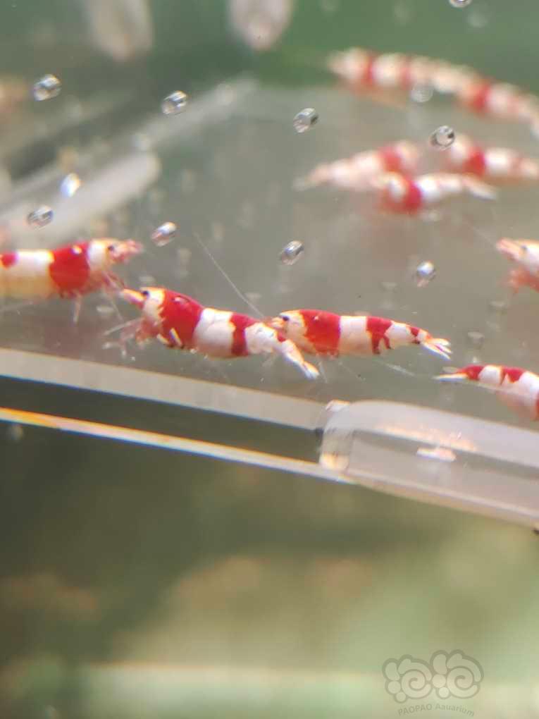 【水晶虾】【出售】纯血红白繁殖组15母5公
【份数】一份20只-图8