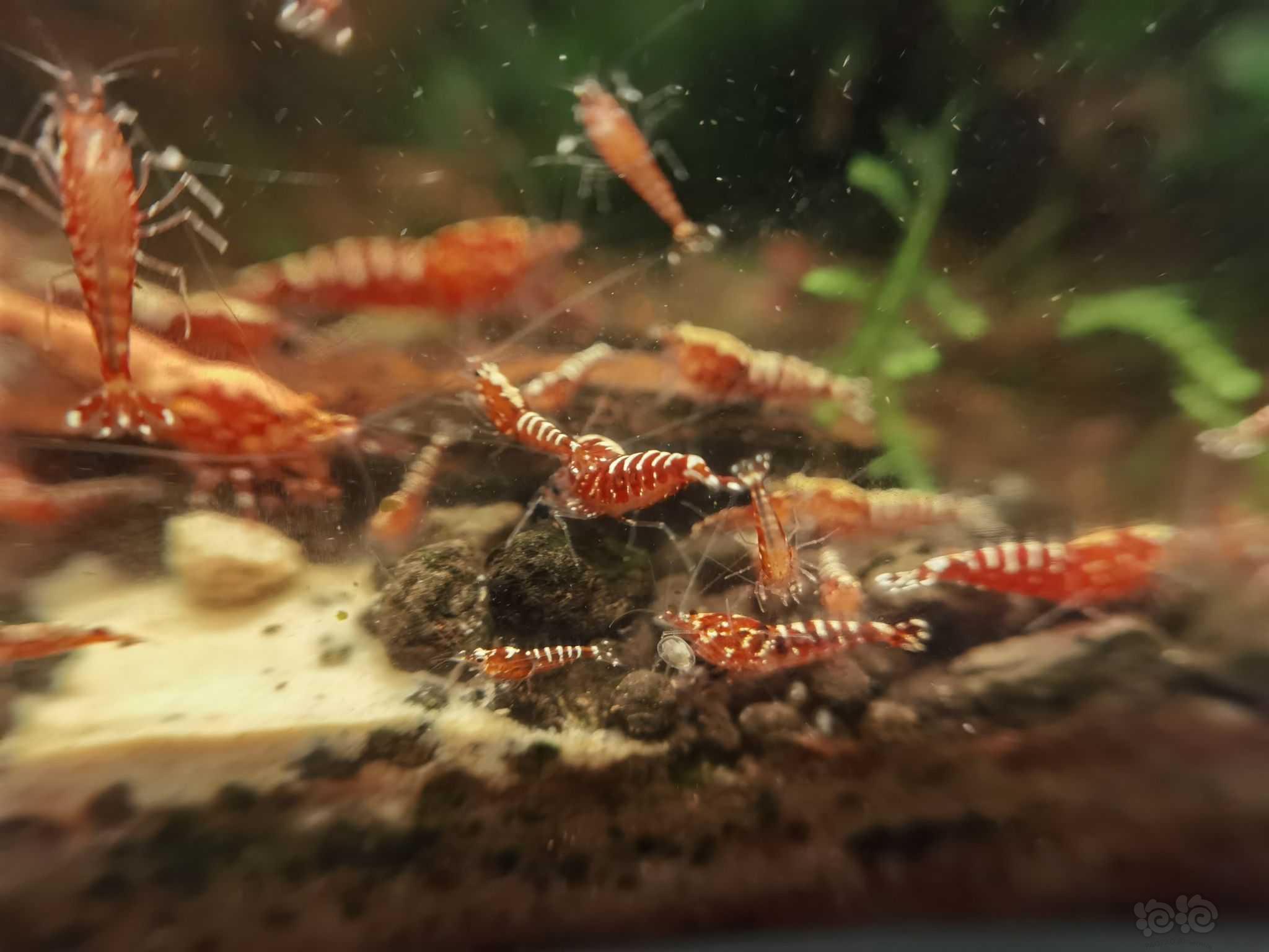 【水晶虾】红银河水晶虾-图1
