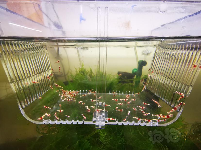 【虾】2023-03-08#RMB拍卖红白幼虾一组100只-图3