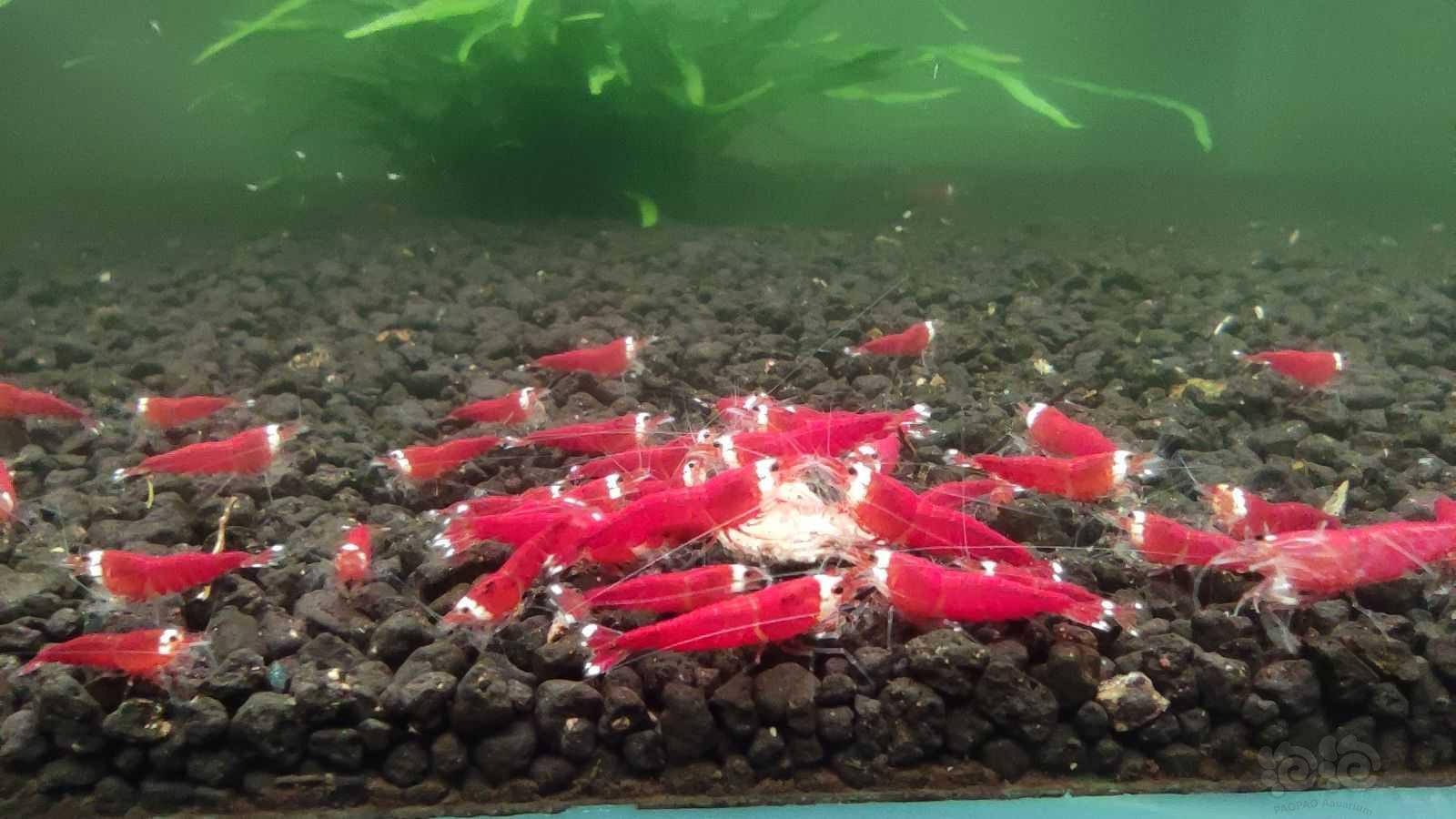 【水晶虾】出售圣诞红超大繁殖组40母-图1