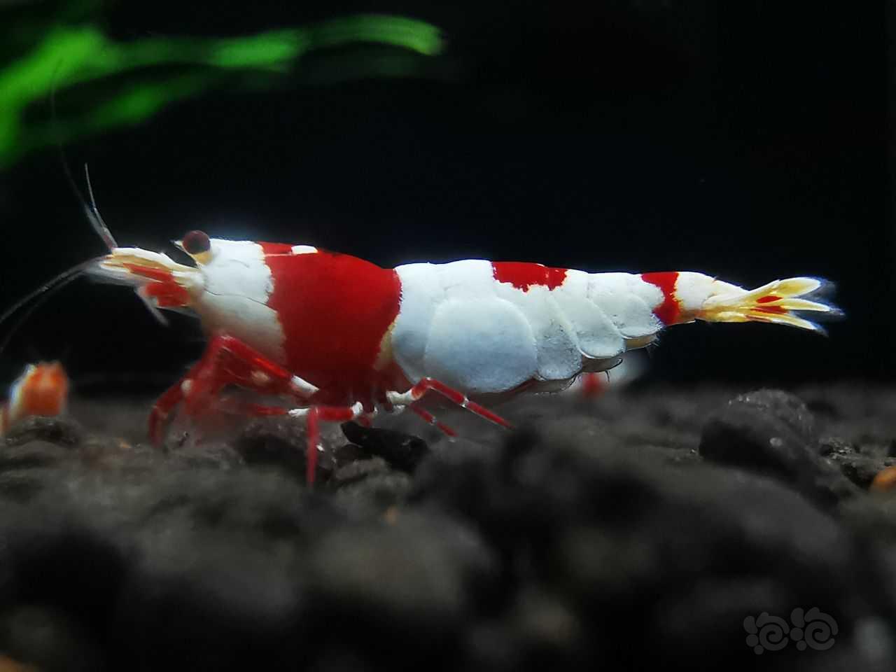 红白虾-图2