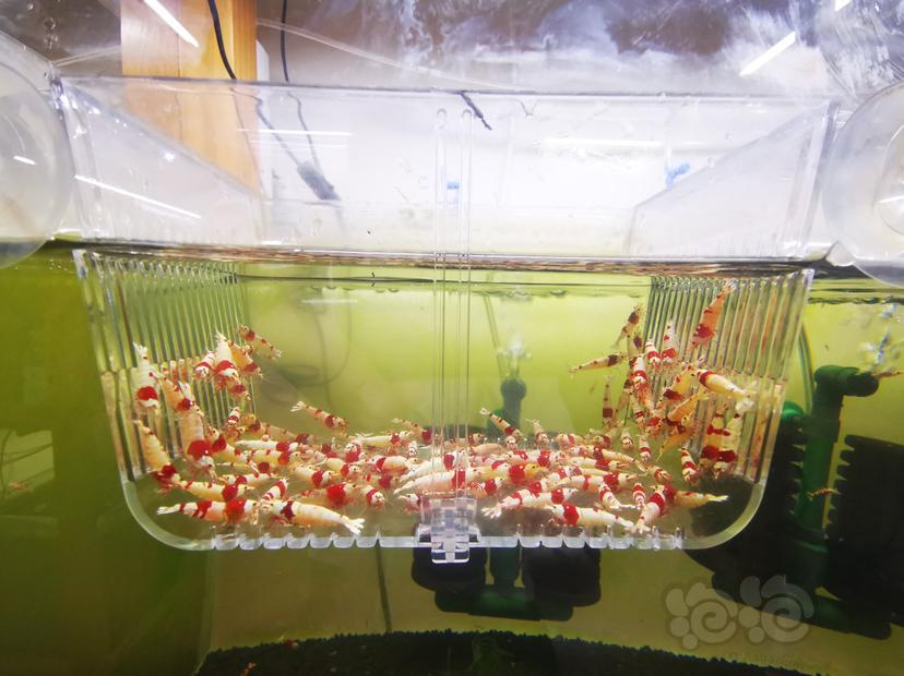 【虾】2023-03-23#RMB拍卖红白成公虾一组100只-图2