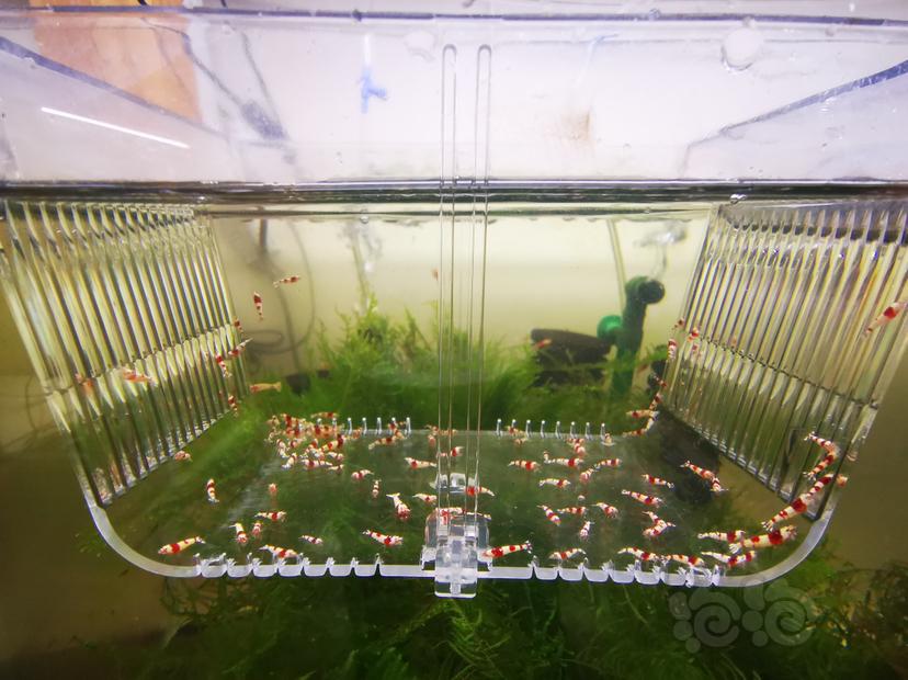 【虾】2023-03-08#RMB拍卖红白幼虾一组100只-图4