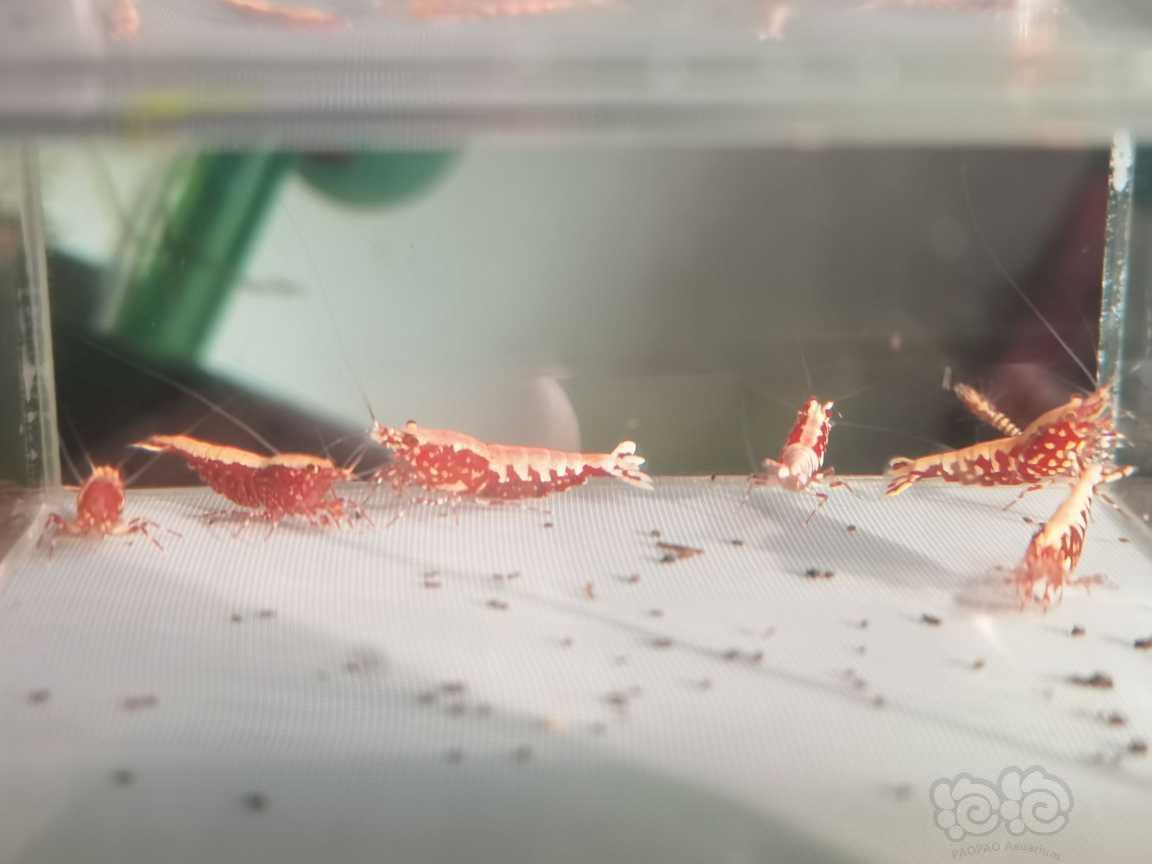 【虾】2023－03－18#RMB拍卖红银河水晶虾-图2