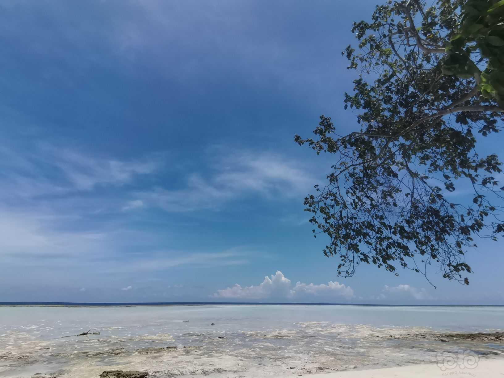 马来西亚仙本那海外小岛，水质优良-图4