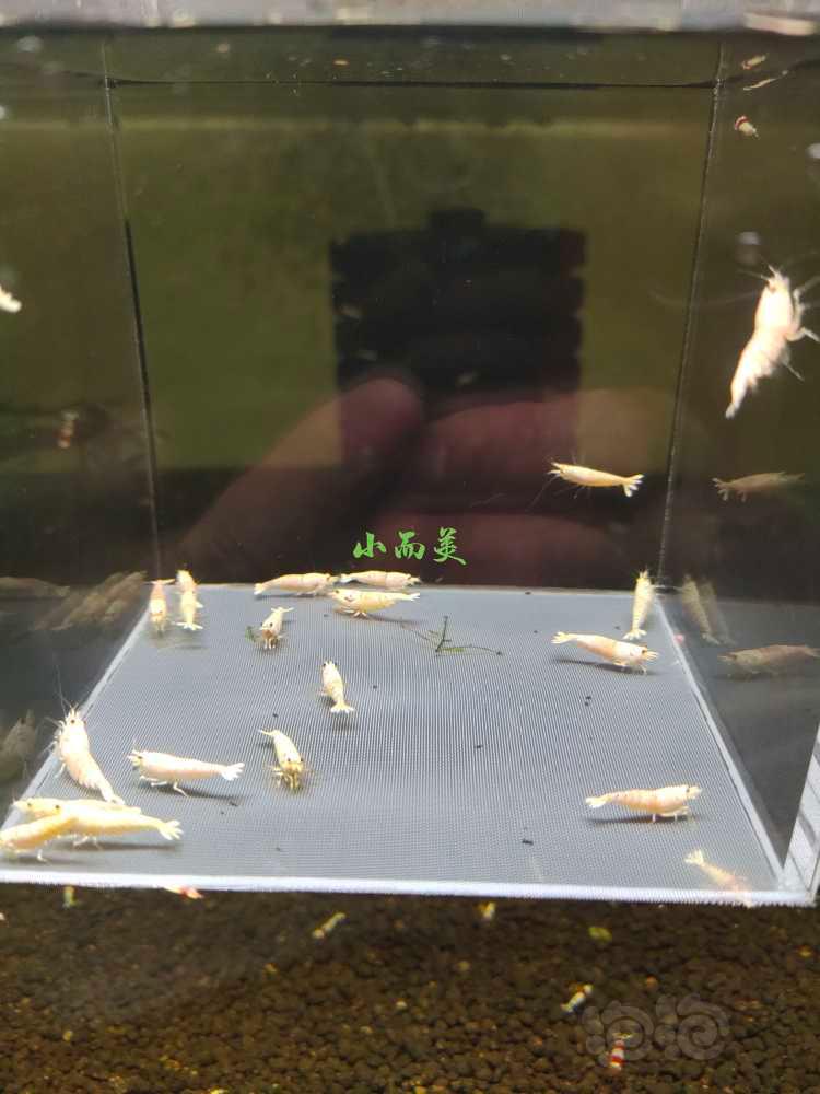 【水晶虾】出各种水晶虾-图9