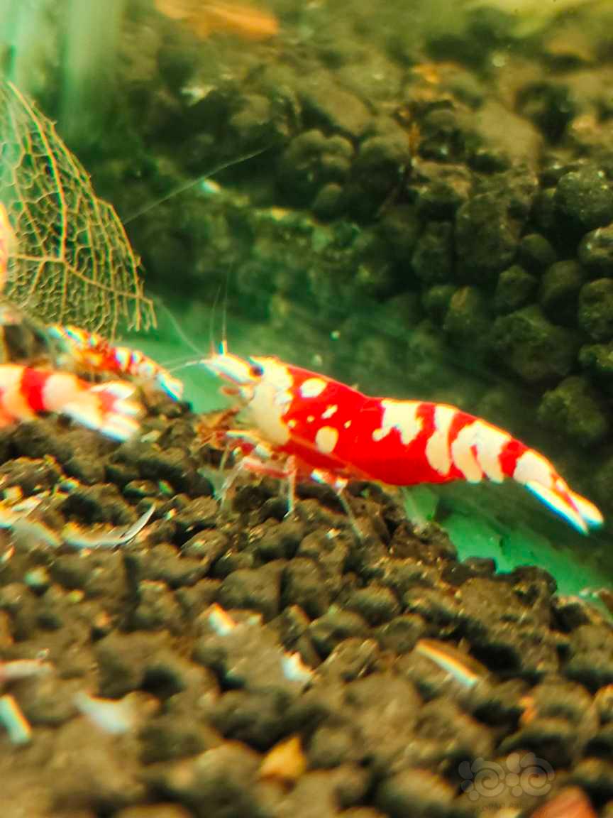 【水晶虾】红花虎-图4
