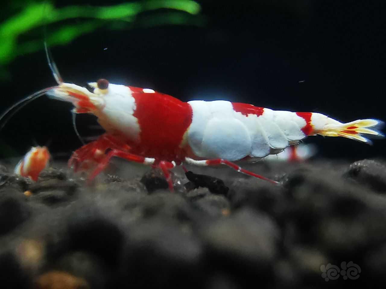 红白虾-图3