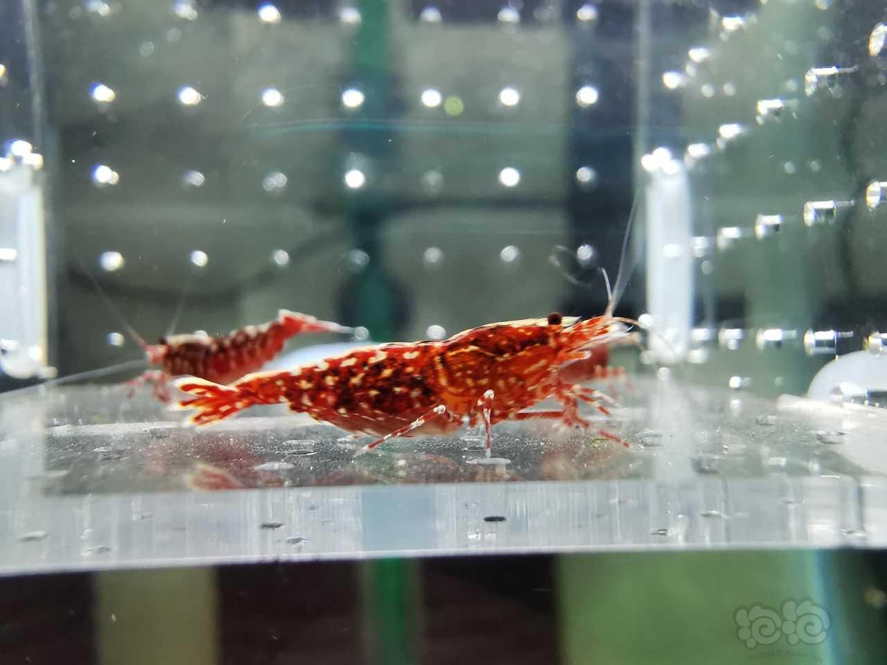 【虾】2023-03-29#RMB拍卖红银河三只-图2